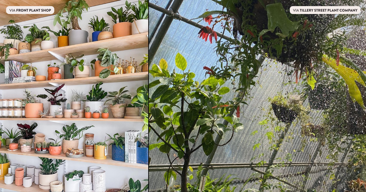 The Coolest Plant Stores Around Austin