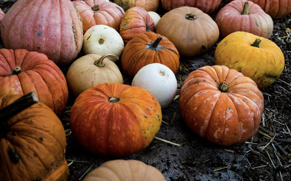 The Bay's Best Pumpkin Patches + Corn Mazes