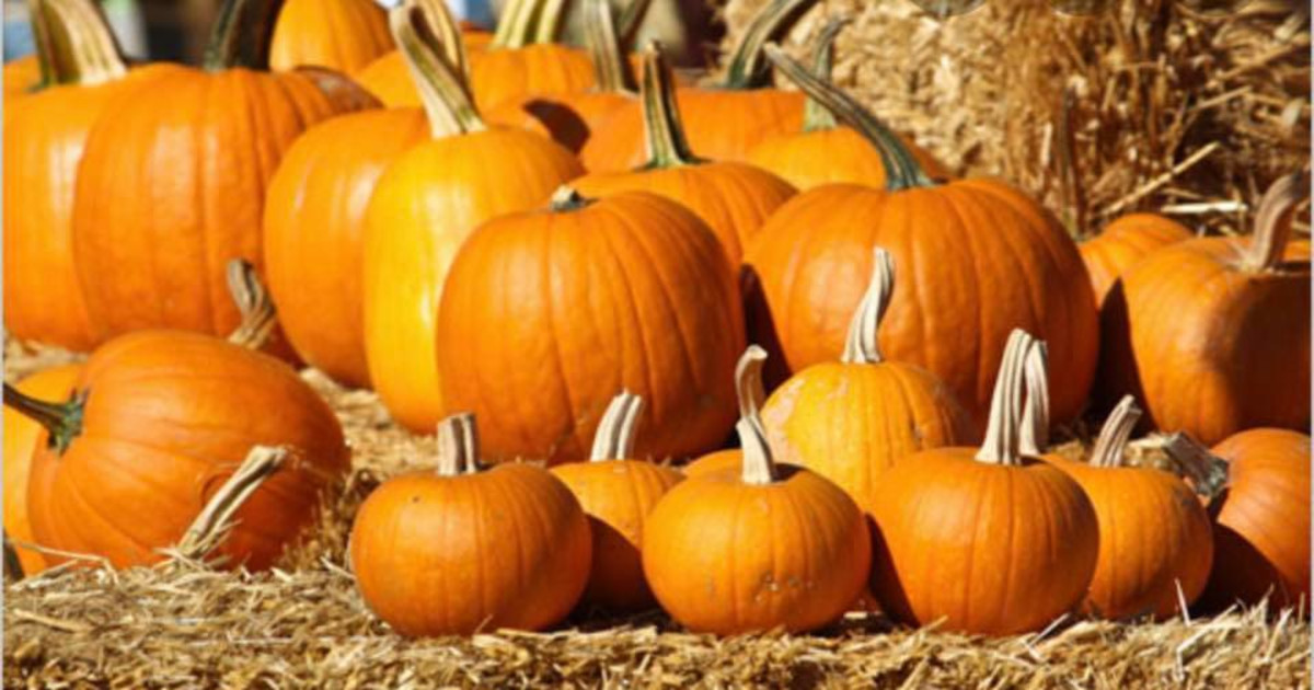 Grove TrickorTreat in St. Louis at The Grove