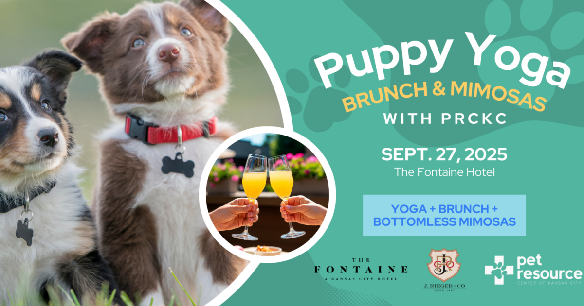 Puppy Yoga Brunch with PRCKC in Kansas City at Nine Zero One