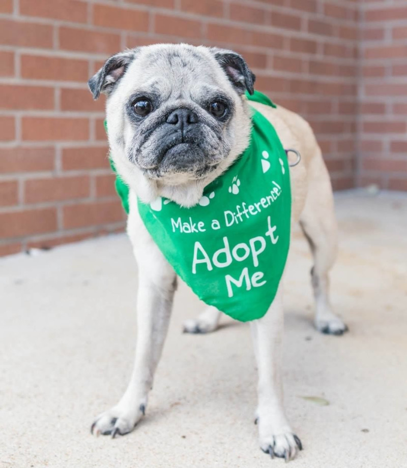 Pug Rescue of Austin in Austin at Tomlinson's Feed (South Lamar)