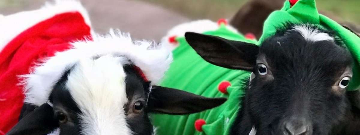 Goat Yoga Nashville- Merry Christmas & Happy Holidays Class