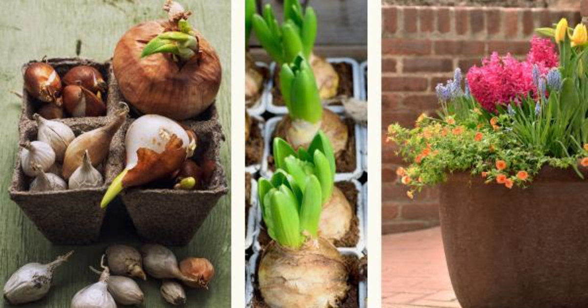 Create a Seasonal Bulb Display in Ross at Marin Art and Garden