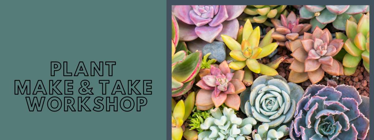 Succulents & Sips Workshop {ticketed}