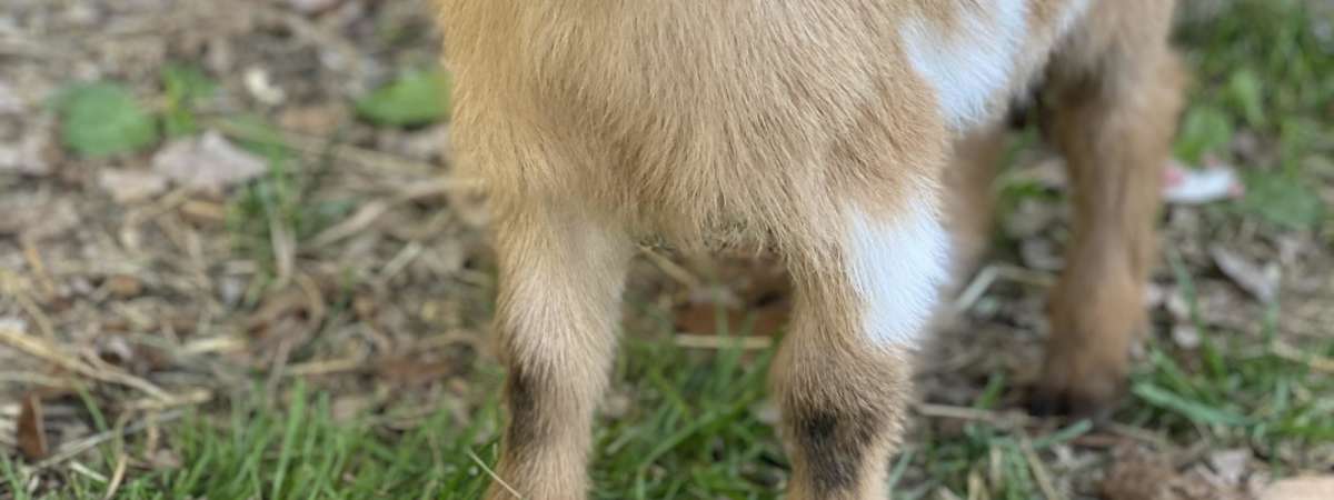 Goat Yoga Nashville- GOAT any Love?!