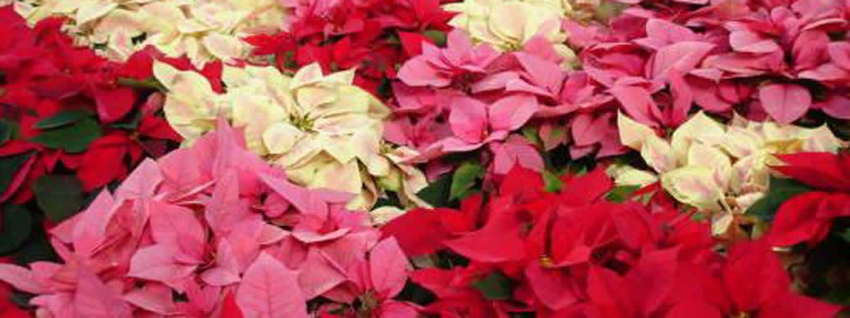 Fresh Wednesday Market