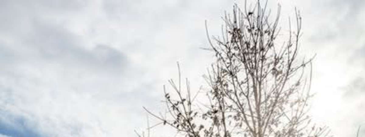 Owl Hooting at West Park