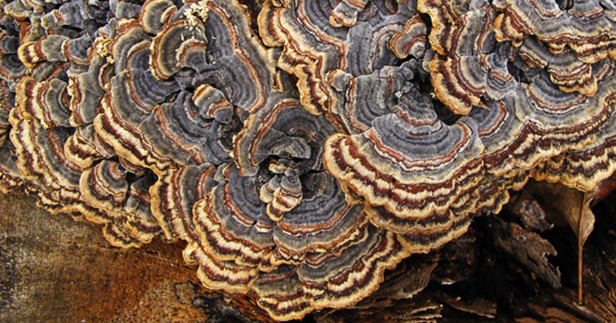 After Dark: Wondrous Fungus at Exploratorium