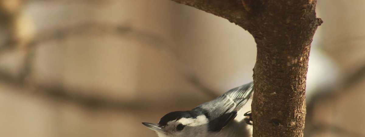Forest Homeschool Hike
