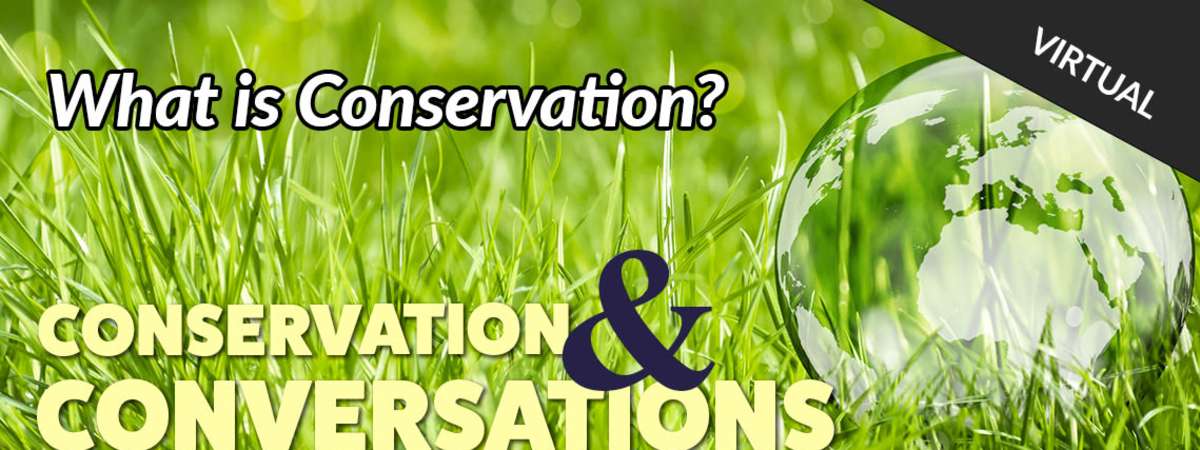 Conservation and Conversations: Polar Bears International (Virtual Session)