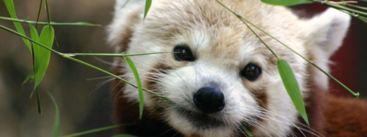 World Bird Day
