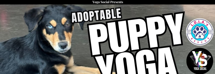 Adoptable Puppy Yoga + Social Hour