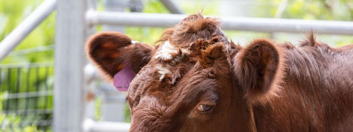 Sensory-Friendly Day at Farm-in-the-Zoo