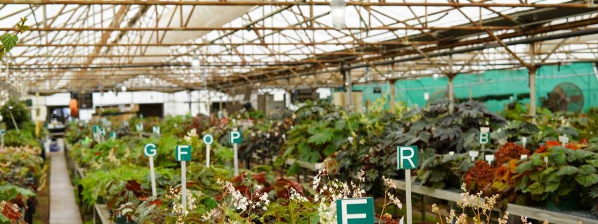 Begonia Species Bank Tour: May