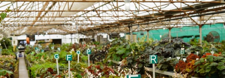 Begonia Species Bank Tour: May