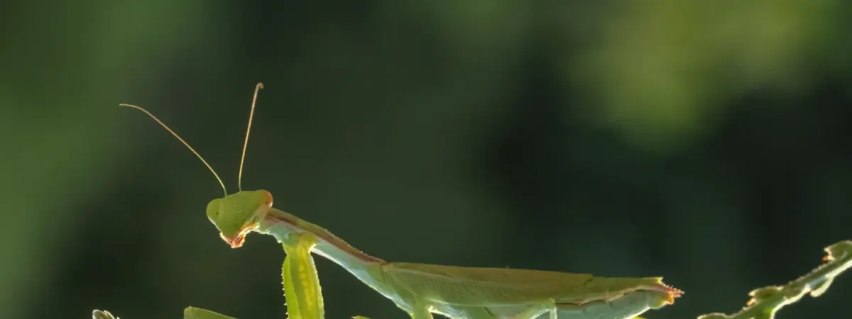 S.E.E.D. Camp: Bugs Among Us (Ages 4-5)