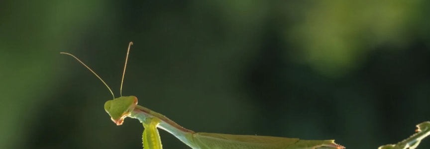 S.E.E.D. Camp: Bugs Among Us (Ages 4-5) – Session 1