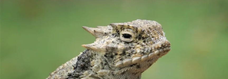 S.E.E.D. Camp: Texas Native Treasures (Ages 6-7) – Session 1