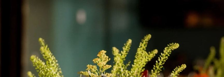 Saffire: Wine Down Wednesday at The Factory at Franklin in Nashville, TN