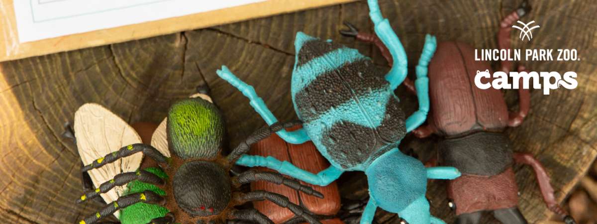 Summer Conservation Camp: Critter Classification