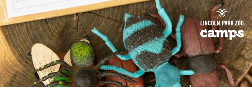 Summer Conservation Camp: Critter Classification