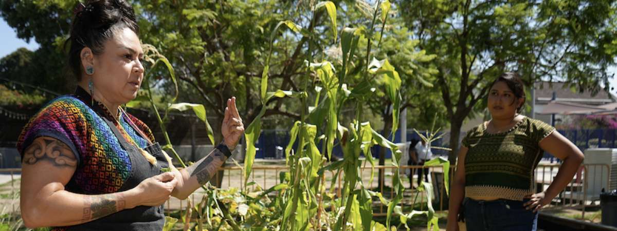 Three Sisters in the Garden: Corn, Beans and Squash