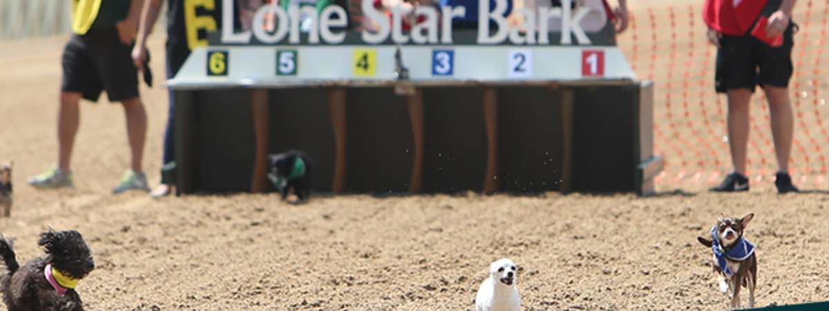 Thoroughbred Racing Season: Lone Star BARK