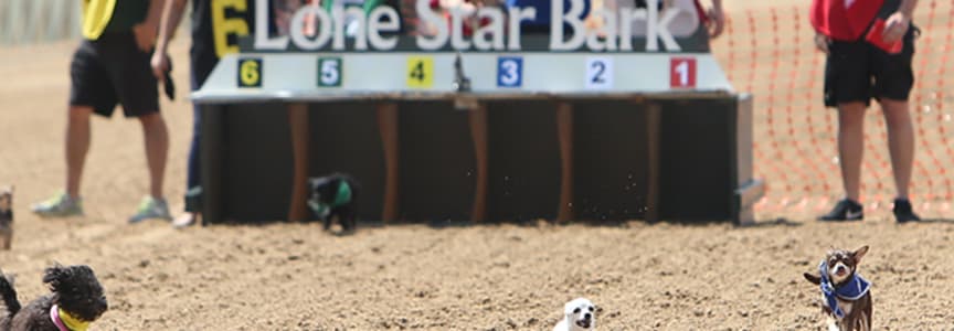 Thoroughbred Racing Season: Lone Star BARK