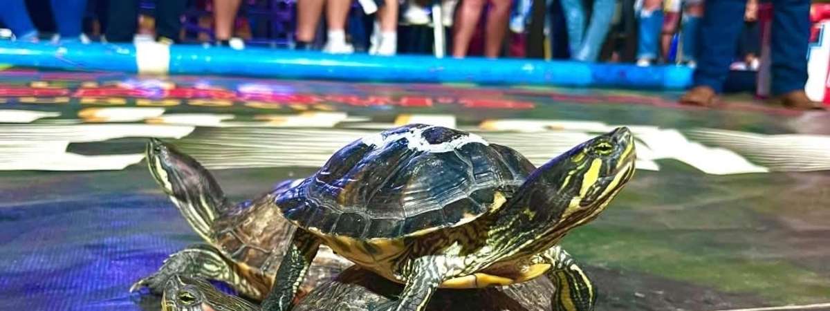 Turtle Racing