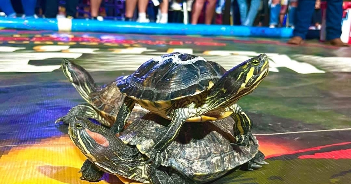 Turtle Racing