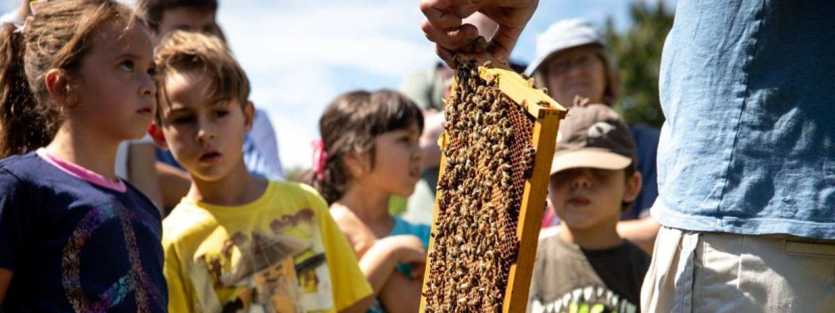 Little Explorers: What’s Buzzing and Blooming?