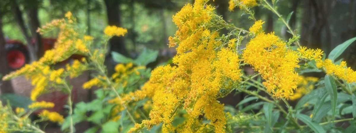 Native Planters