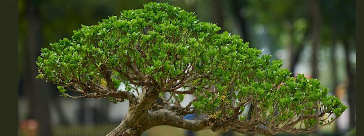 Bonsai Workshop