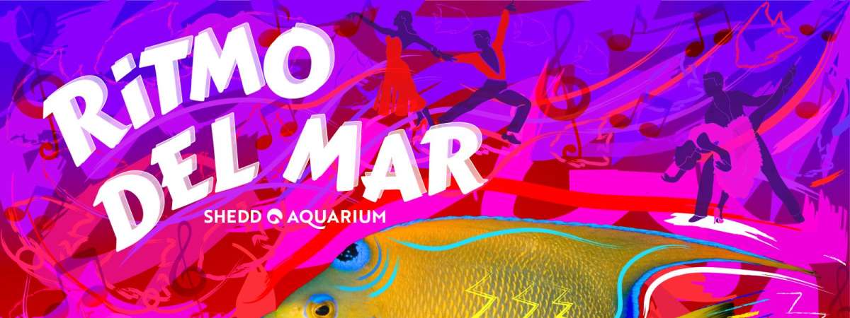 Ritmo del Mar at Shedd Aquarium
