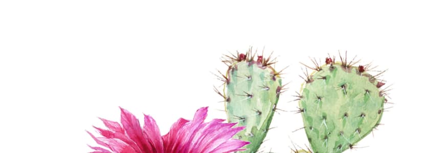 Cactus Show and Sale