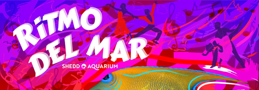 Ritmo del Mar at Shedd Aquarium