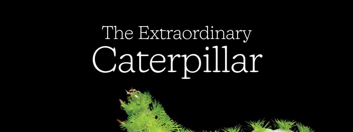 Free Film Screening: “The Extraordinary Caterpillar”