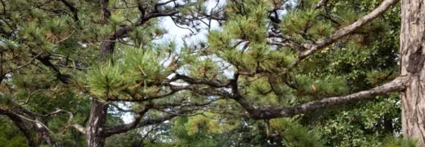 Discover Forest Bathing: May