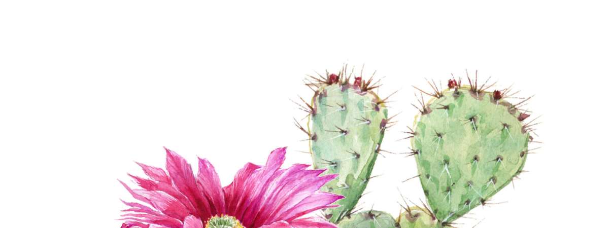 Cactus Show and Sale