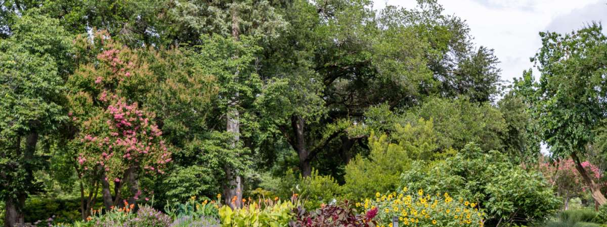 ​​Explore the Dallas Arboretum Plant Trials
