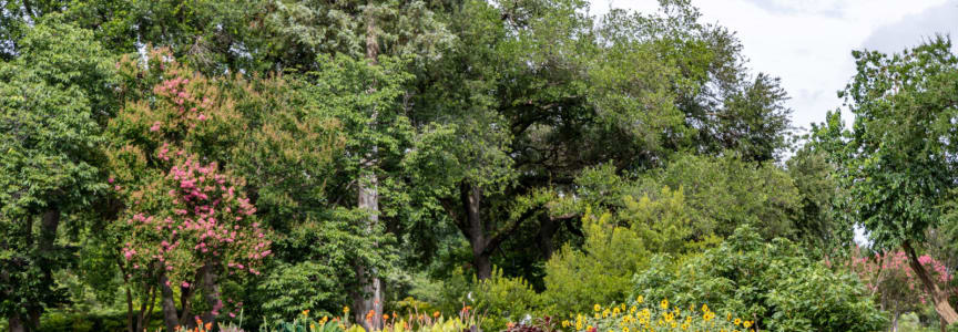 ​​Explore the Dallas Arboretum Plant Trials