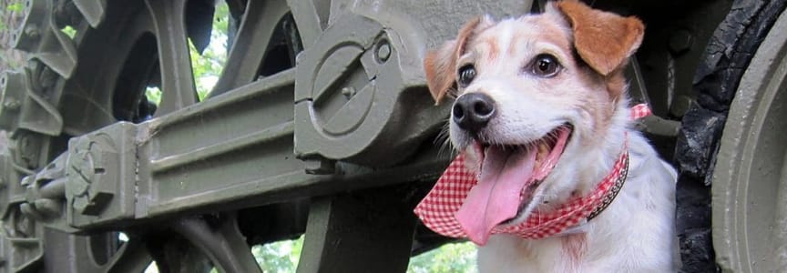 Paws in the Park Day
