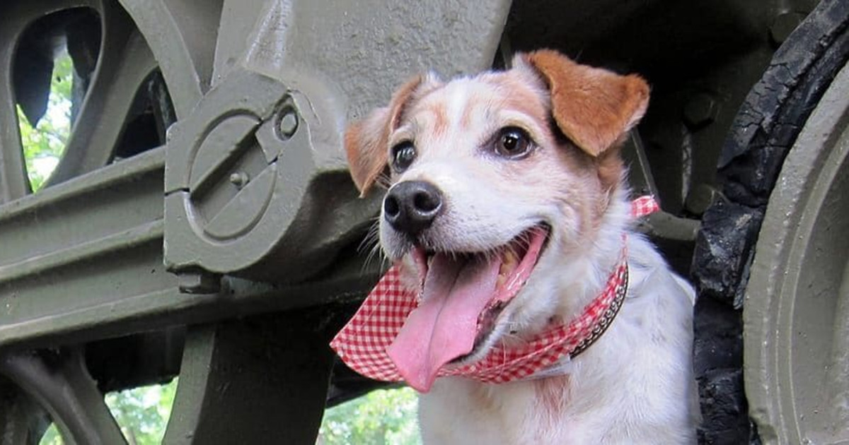 Paws in the Park Day
