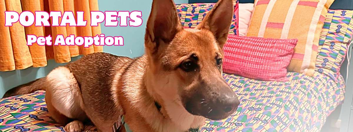 Portal Pets: Pet Adoption