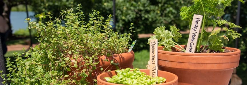 Herb Gardening