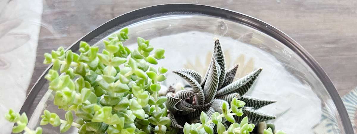 ​​Open Succulent Terrarium​