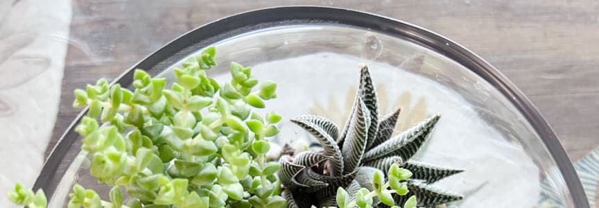 ​​Open Succulent Terrarium​