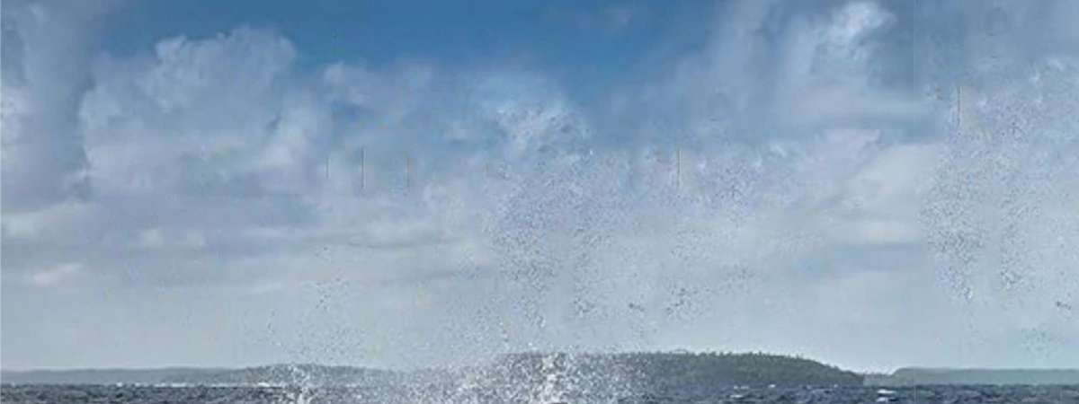 National Geographic Secrets of the Whales in Concert