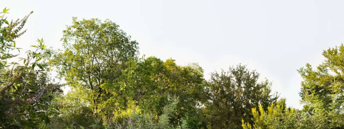 ​​Low-Water Garden Solutions