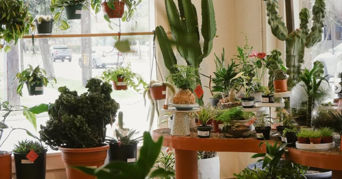 jade jewel plant Jade Jewel Dracena – Lichtenfelt's